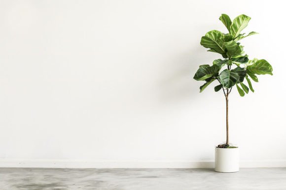 Interior Empty White Wall with Plant: A Strategic Tool for Modern Design and Communication